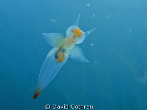Clione limacina, a pteropod or sea butterfly, photographe... by David Cothran 
